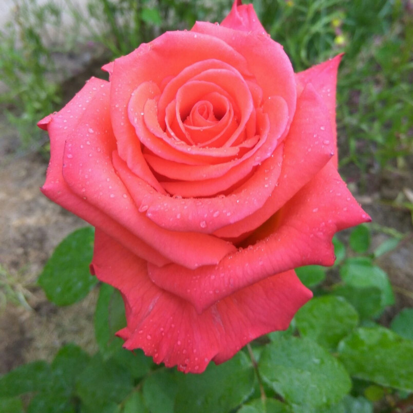 Роза чайно-гибридная Импульс в коробке ЦО 