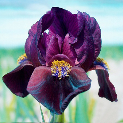 Кореневище Ирис карликовый Демон 1шт Поиск 