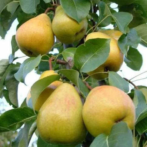 Груша Кафедральная ранн v7 100-140 Tim по цене  Груша Кафедральная ранн v7 100-140 Tim