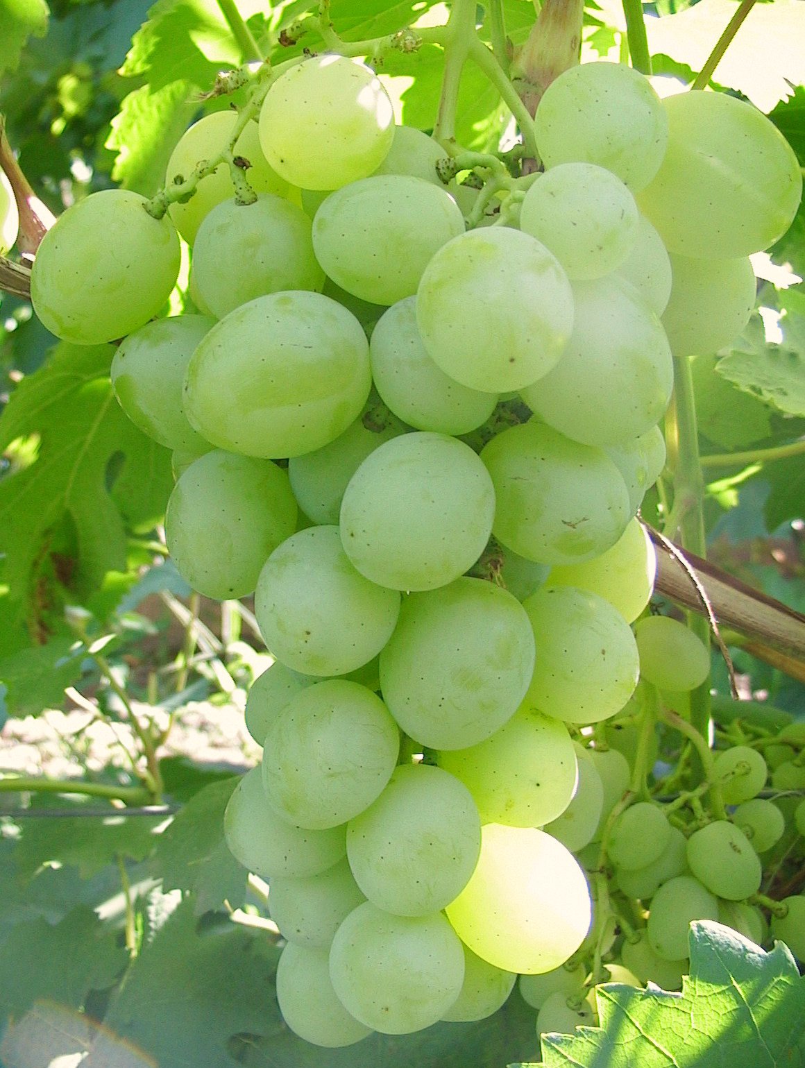 Виноград плодовый Кокетка, желтый v5 Tim 