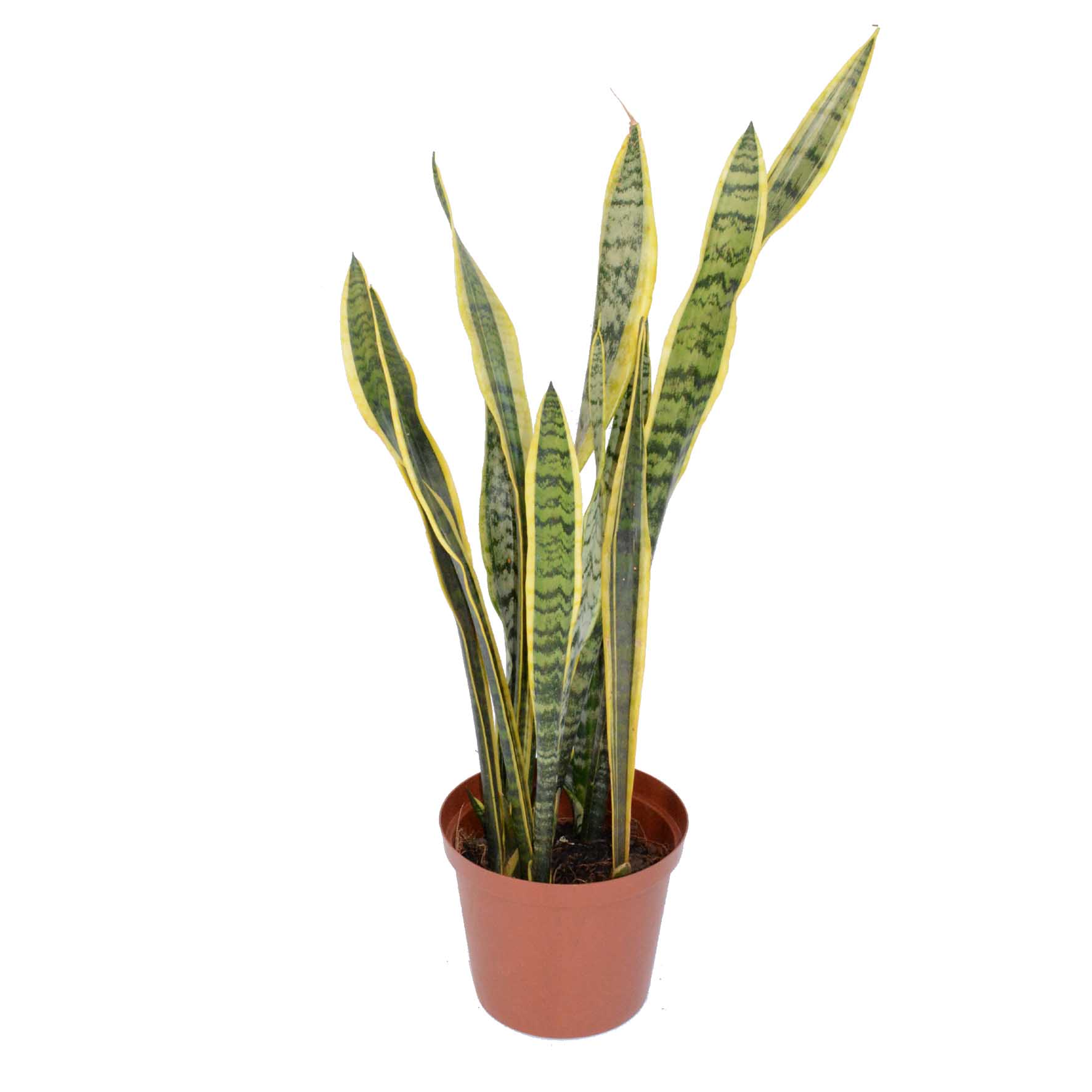 Сансевиерия d14 Tim 