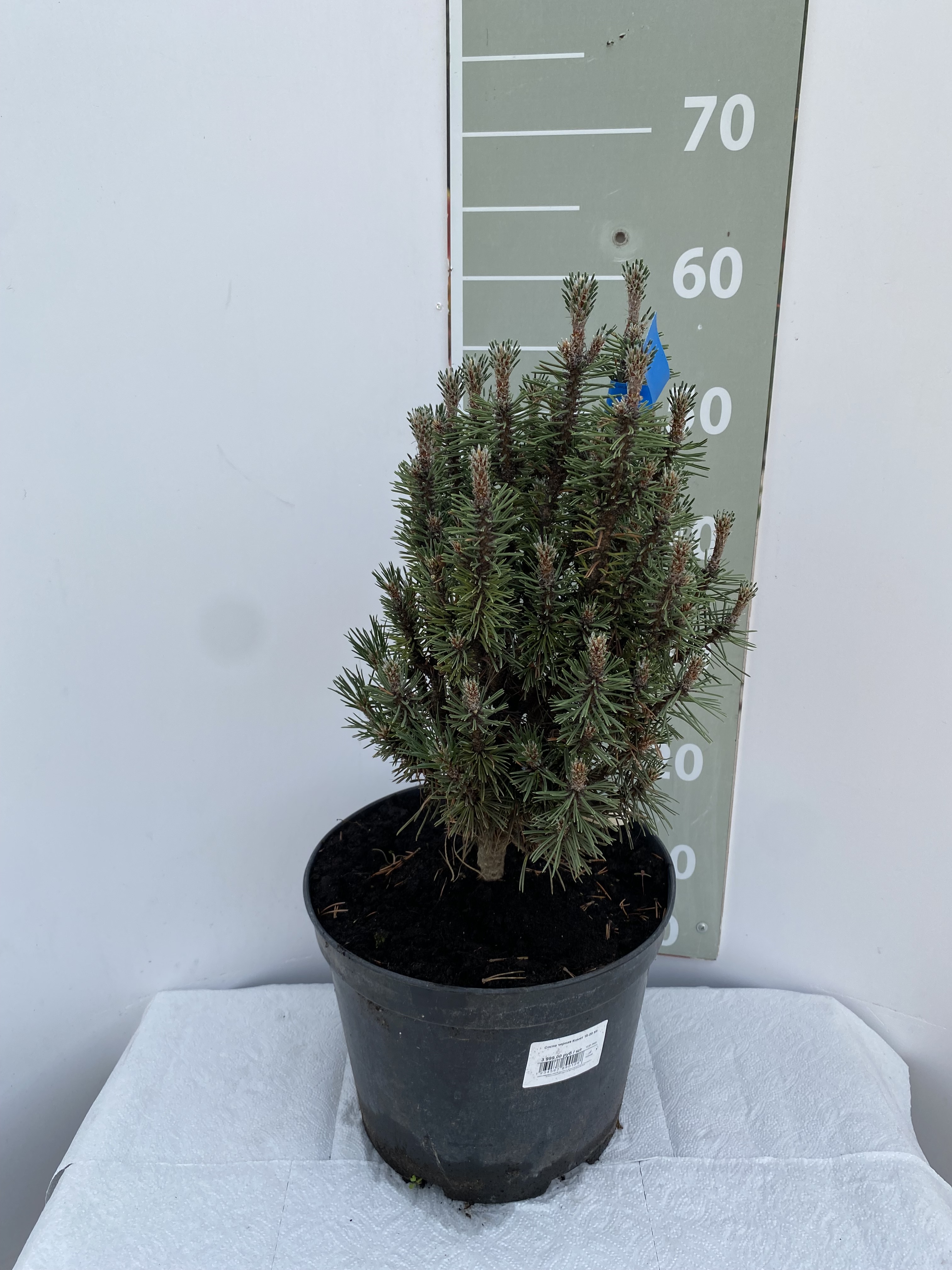 Сосна черная Комет v25 Lav 