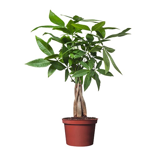 Пахира Акватика d10 ЯР 