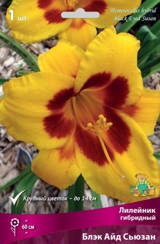 Корневище Лилейник гибридный Блэк Айд Сьюзан 1шт Поиск 