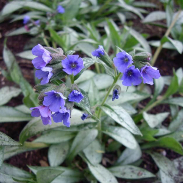 Медуница гибридная Самурай, Tim 