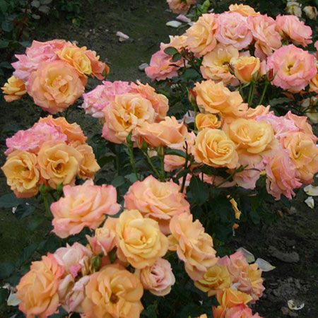 Роза флорибунда Лузатия с5, Tim 