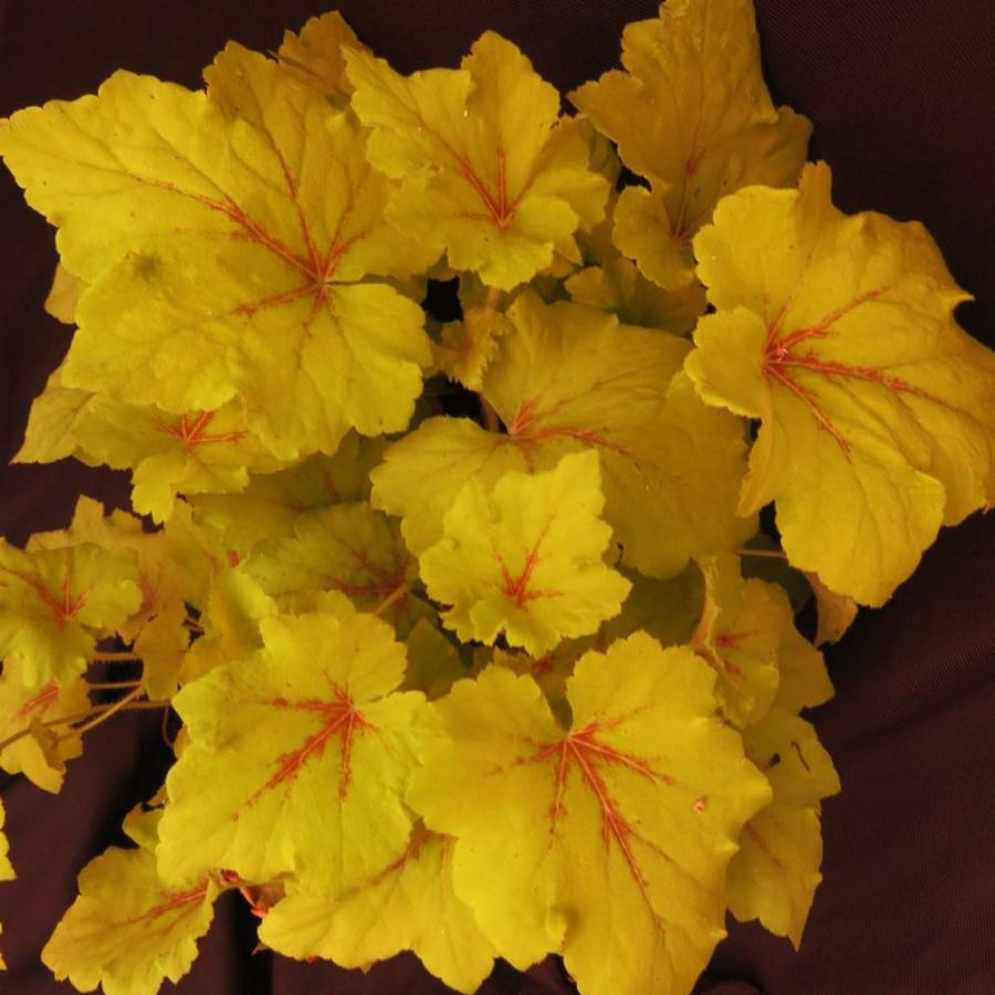 Гейхера Гейхерелла Арт Тропико d12 ХР 