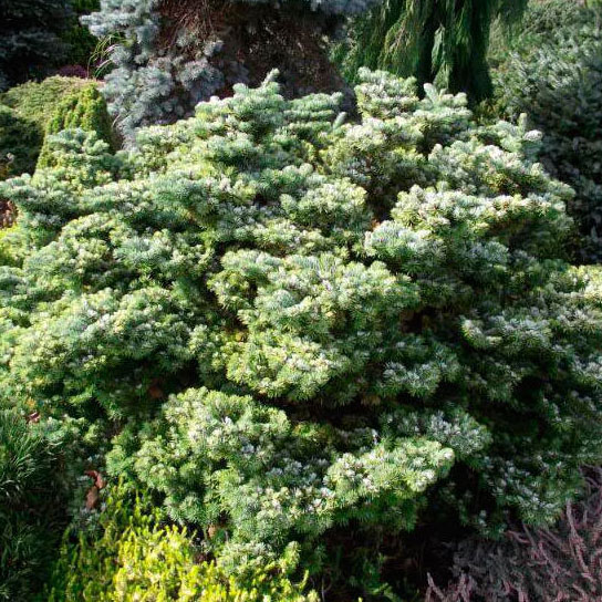 Растение пихта вичи 60-80 KG 