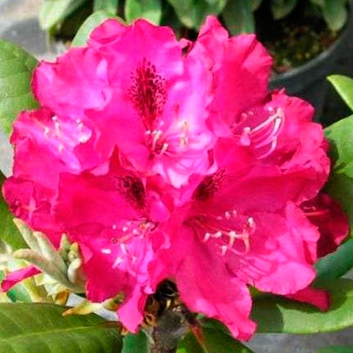 Рододендрон гибридный Зигмунт Ваза C5 