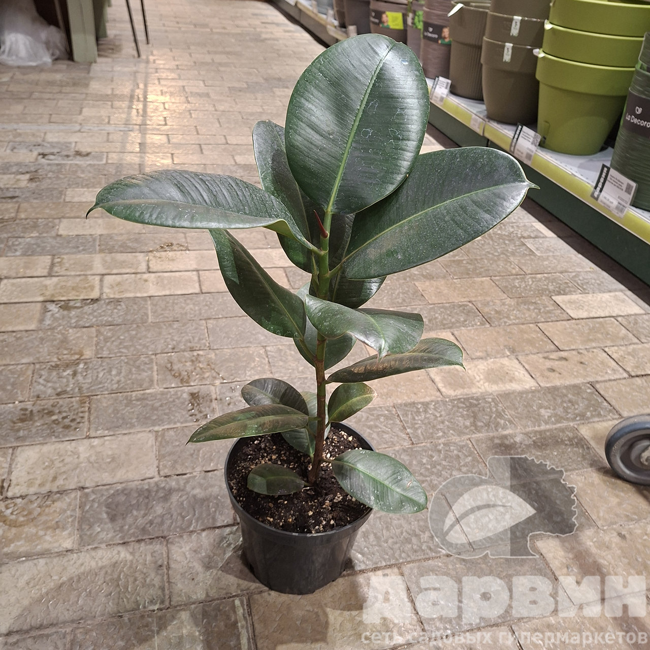 Фикус эластика Робуста д15 х40 тим (3) WM