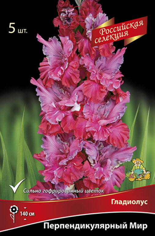 Луковица Гладиолус крупноцветковой Перпендикулярный мир 10/12 5шт. Поиск 