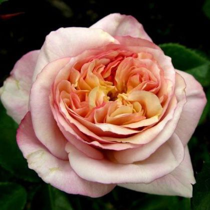 Роза шраб Геркулес v5 Tim 