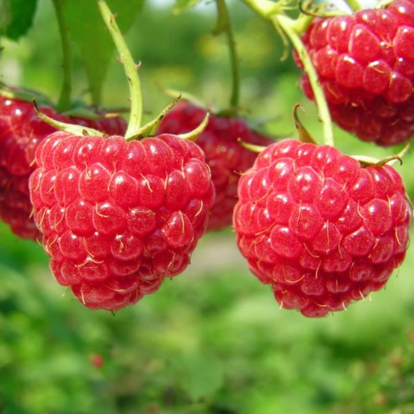 Малина Сенатор красная v3-5 по цене  Малина Сенатор красная v3-5