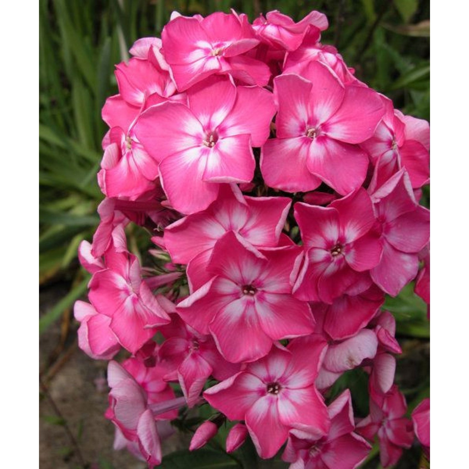 Флокс метельчатый Евгения С2 ЦО 