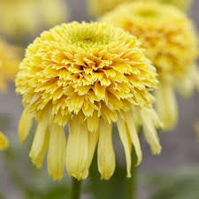 Корневище НВМ Эхинацея  Лемон Дроп 1 шт 