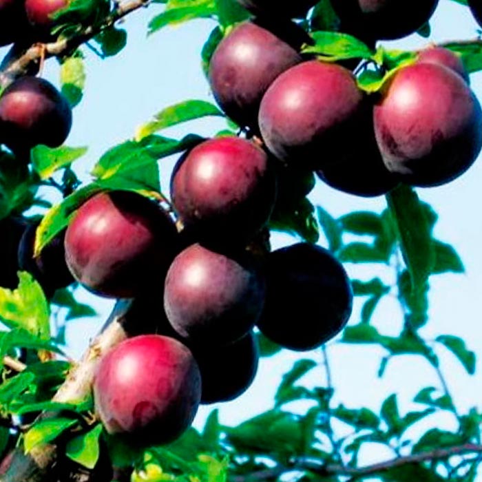 Алыча Крайняя 3-х летка 