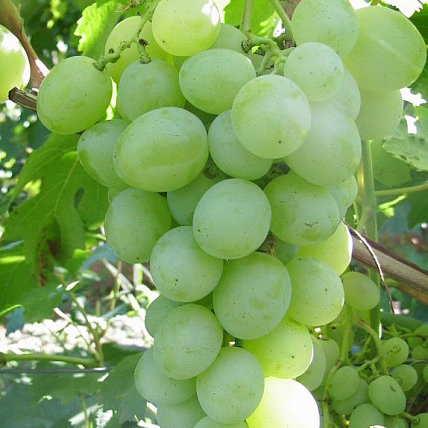 Виноград плодовый Кокетка, желтый в коробке Tim 