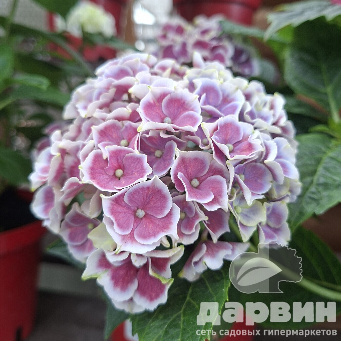 Гортензия крупнолистная Нью Тиволи Блю v3 Tim 