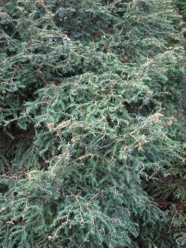 Тсуга канадская Хорсфорд Контортед v10 30-35 