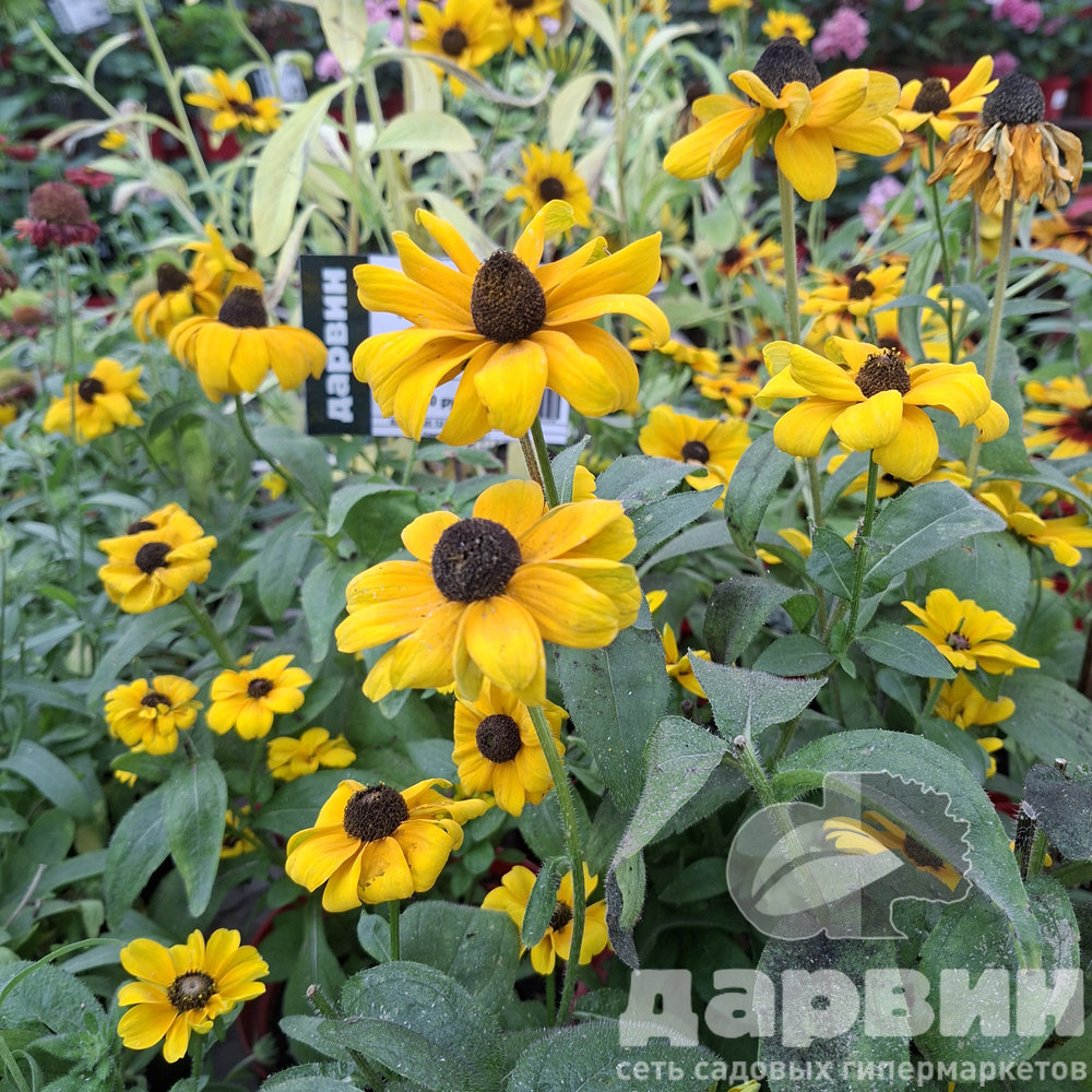 Рудбекия Пот оф Голд v2 Tim 