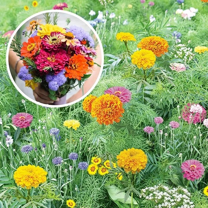 Семена Газон цветущий Летний букет 30г, НК 