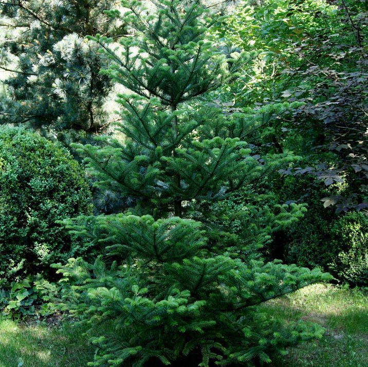 Растение пихта корейская Сиистерн 50-60 см С10, Mt 