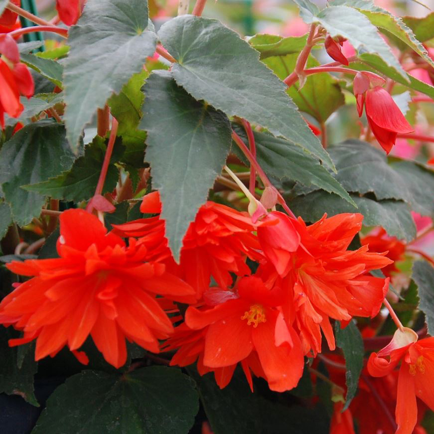 Бегония ампельная Белекония алая D23 ПВ 