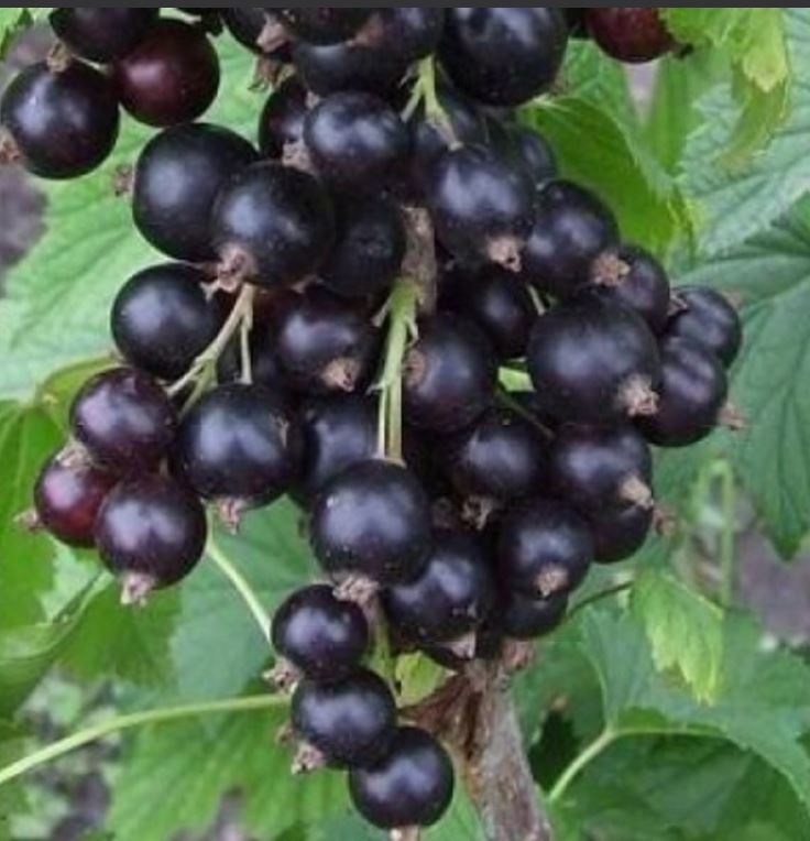 Смородина черная Зуша С5 20-40 ЦО 