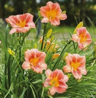 Лилейник Эвридейлили Цериз v2 Tim 