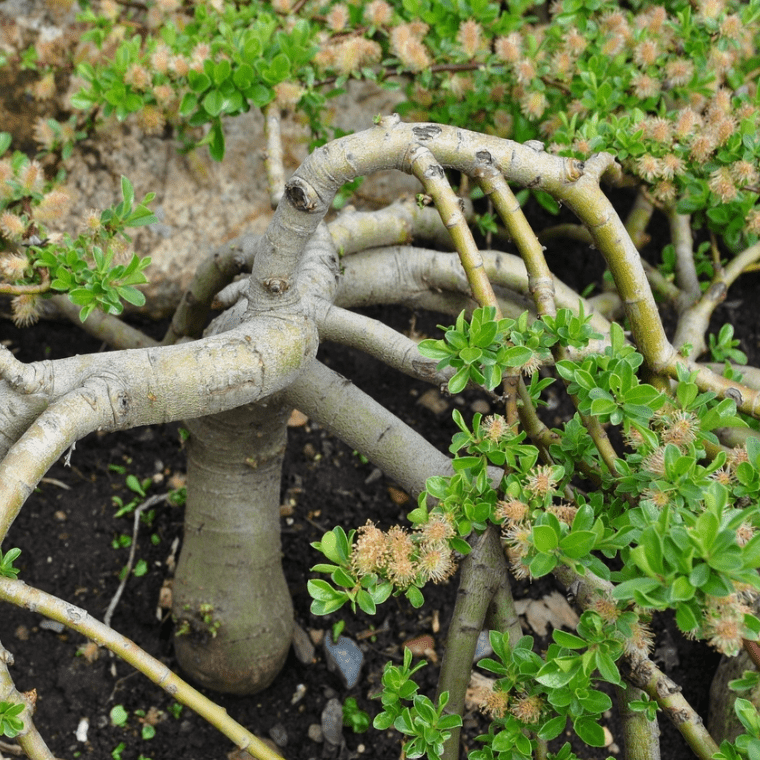 Ива короткозубчатая Н5-10 Д10-20 С2 Tum 