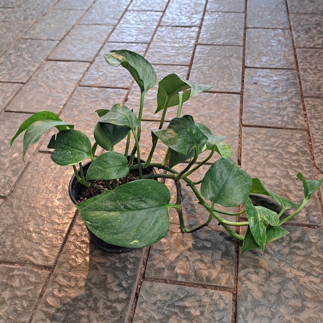 Эпипремнум d10 ЯР 