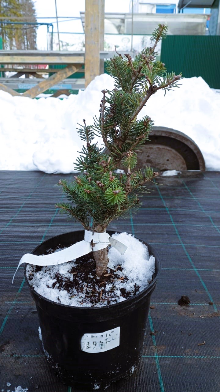 Пихта корейская Блауэр Пфифа 20-40 Mt 