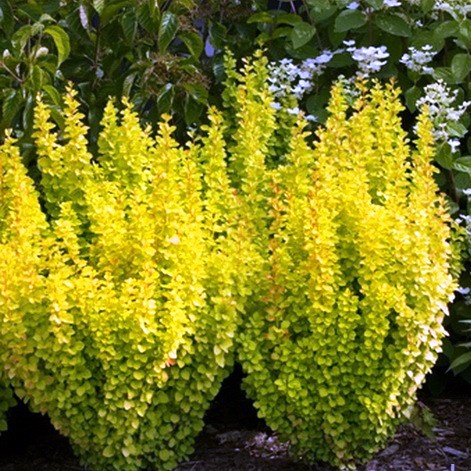 Барбарис тунберга Сенсейшен c2 20-30см 