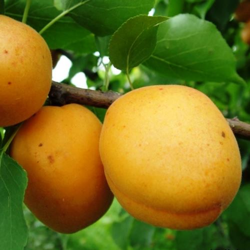 Абрикос Талисман 3-х летка Tim 