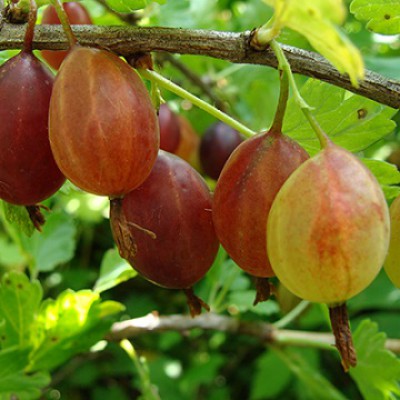 Крыжовник Хиннонмаен пунайнен Олави С5 штамб 60-80 ЦО 