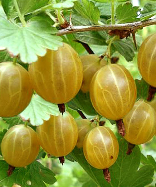Крыжовник Куршу дзинтарс желт С2 Н20-40 ЦО 