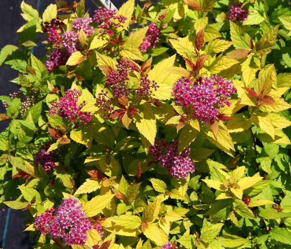 Спирея японская Мерло Стар v2 Lav 