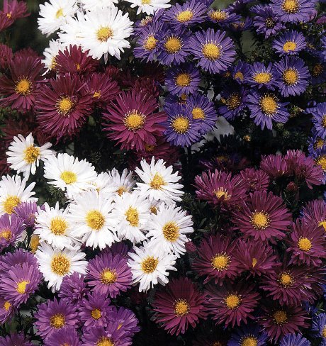 Астра альпийская в асс. Р9 