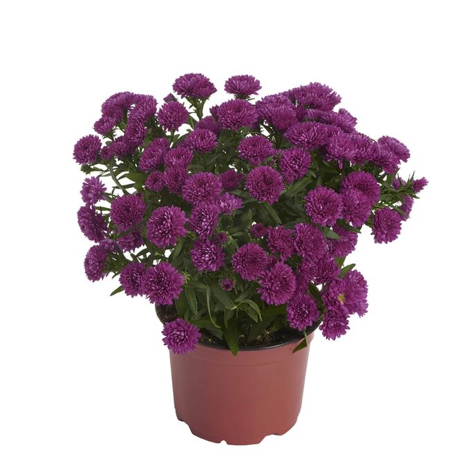 Астра Шоумэйке Маджента d12 ХР 