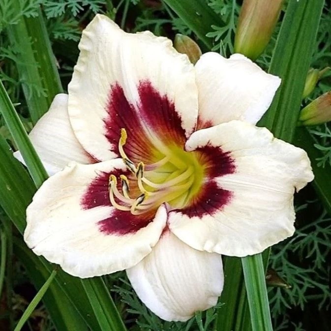 Лилейник Мунлайт маскарад v2 Tim 