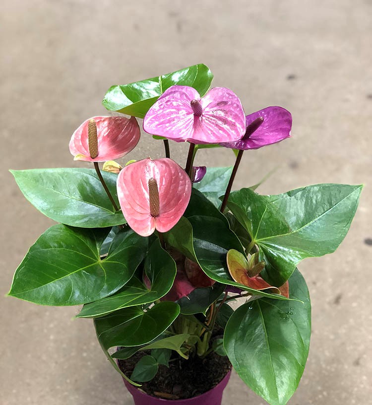 Антуриум Андреанум Морелипс микс d14 h50 