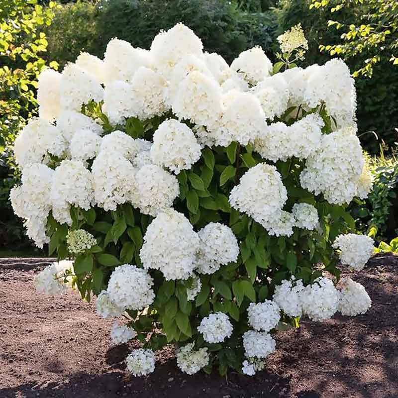 Гортензия метельчатая Саммер Сноу v3 Lav 