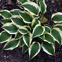 Хоста Лейксайд Спруз Гууз Tim 