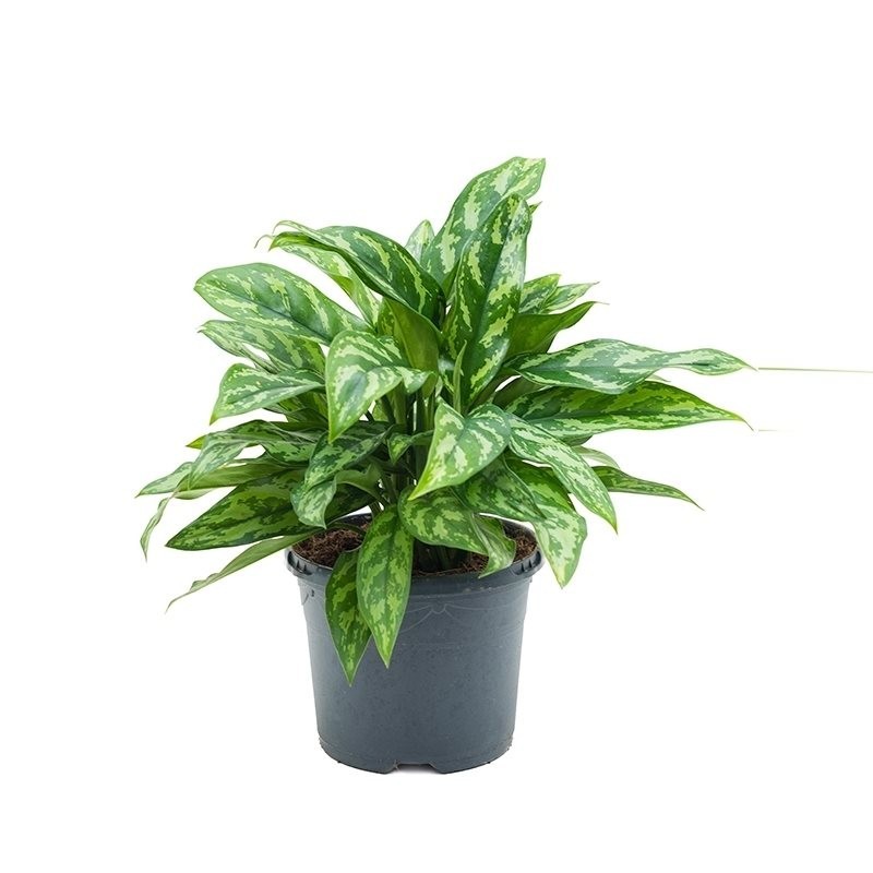 Аглаонема Мария d12 h30 