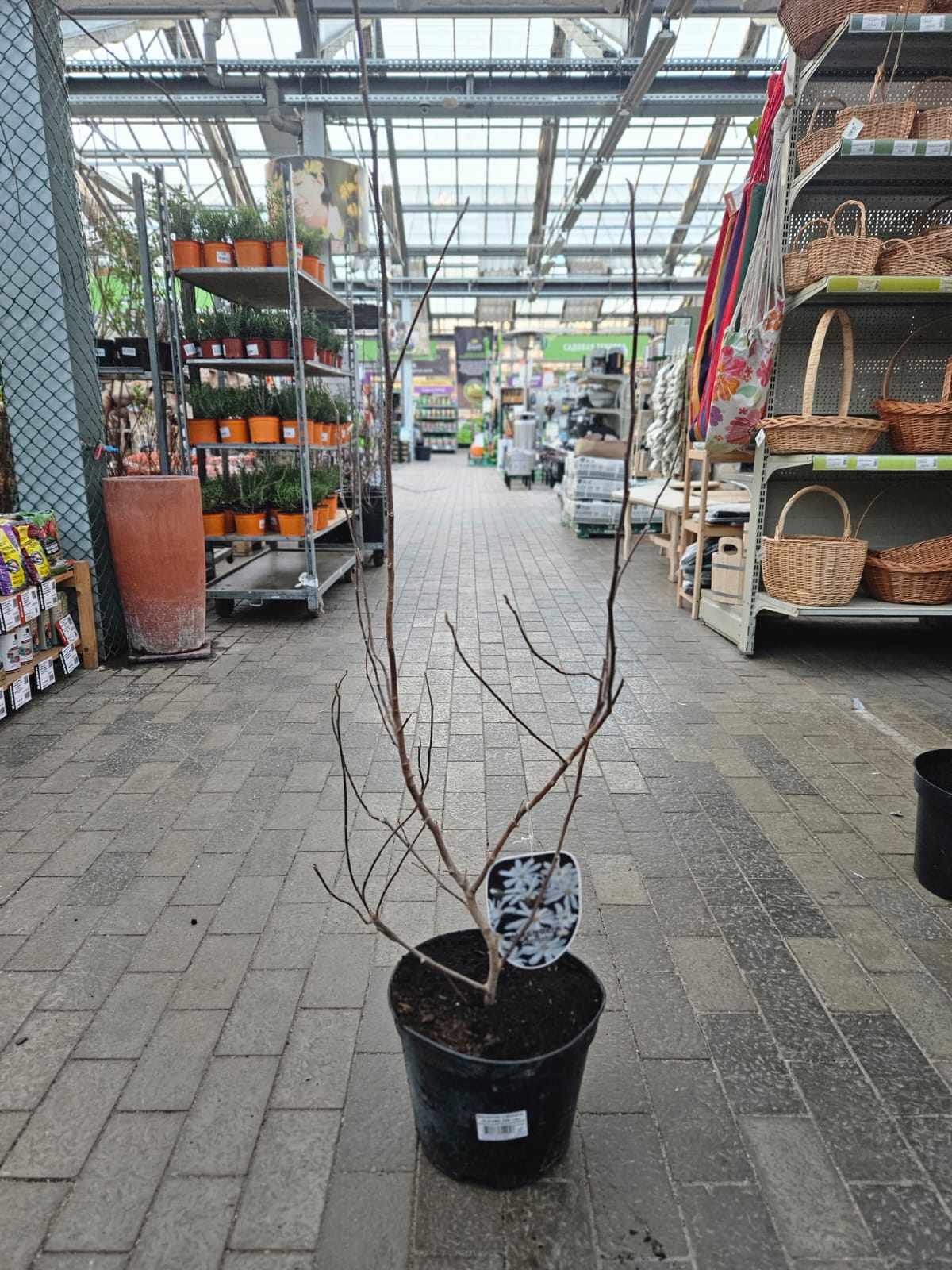 Магнолия стеллата v7,5 h80-100  Lav 