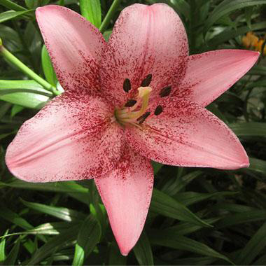 Лилия азиатская Гоголето d10 Tim 