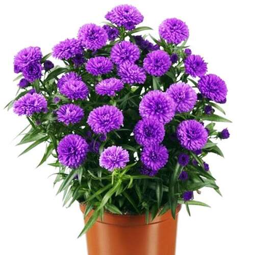 Астра Шоумэйке Лавендер d12 ХР 