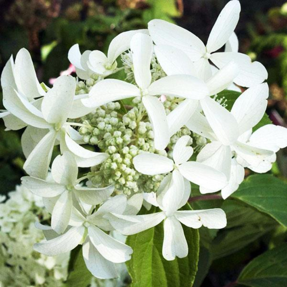 Гортензия метельчатая Грейт Стар v3 Lav 