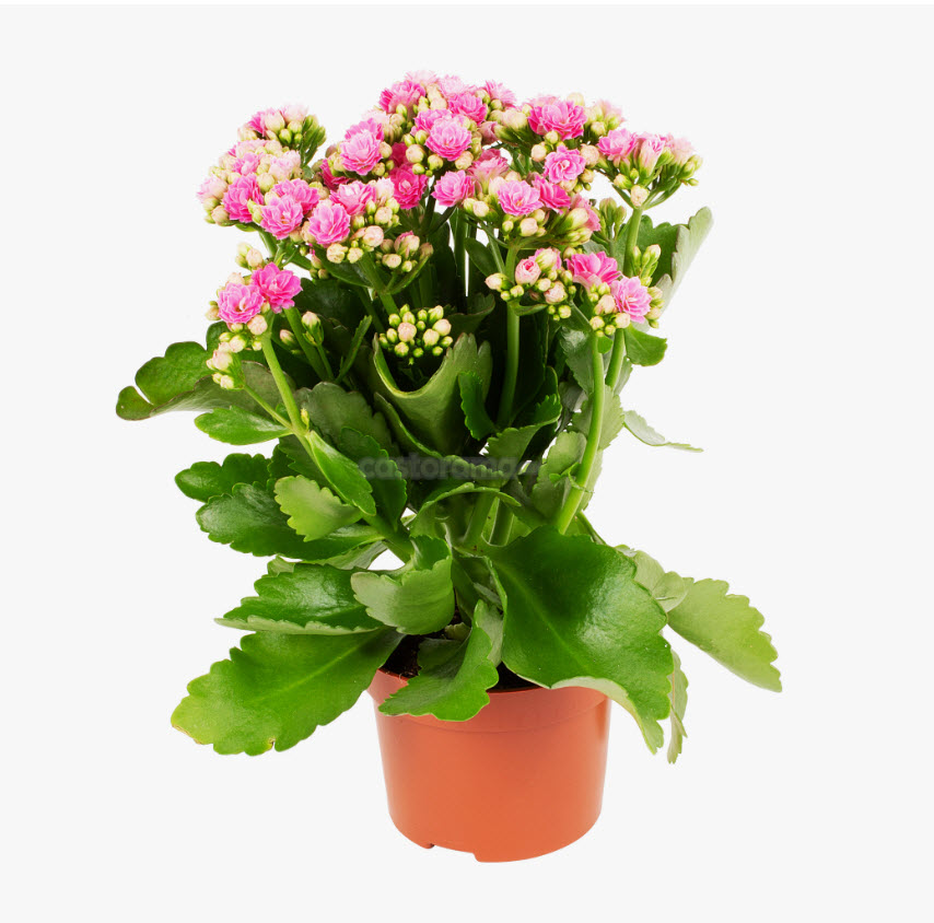 Каланхое зеленый микс d6 h15 