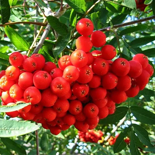 Рябина обыкновенная Вкусная v7 100-140 Tim 